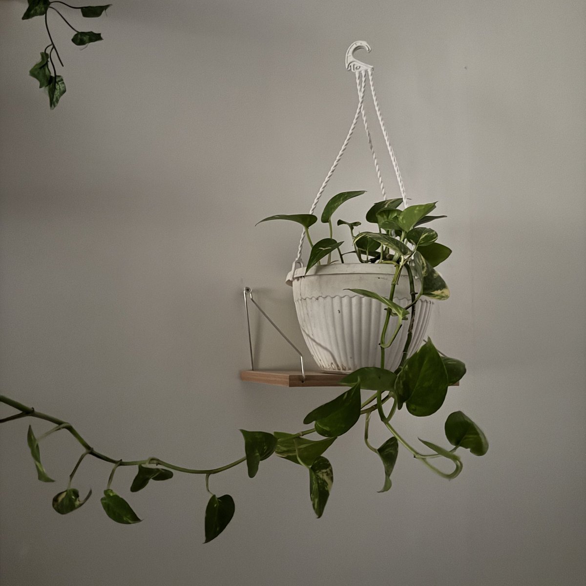 النباتات مو مجرد زينة هي طاقة حية تضيف راحة وهدوء وتخلي المكان يتنفس وهذا الي احنا نحتاجه بحياتنا اليومية شوية تنفس وحاجة نتأملها بس كثير يستهينون بالأشياء الصغيرة الي تصنع فارق كبير بيومهم مو دايما تغيير النفسية تحتاج شيء مكلف