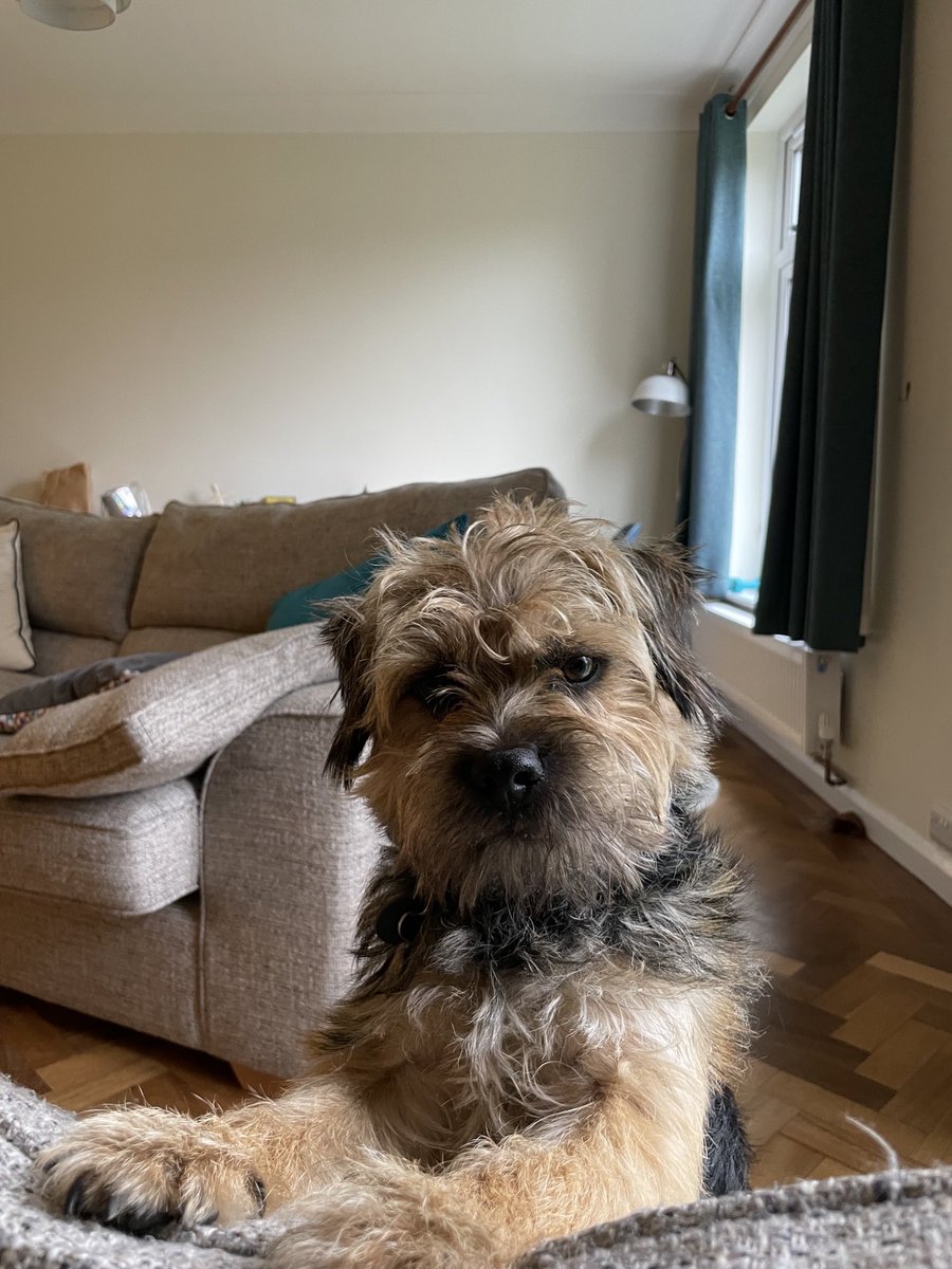 HomesChristineH's tweet image. I know I slept in until 9am and you’re still on your first cup of tea of the day but I am now up &amp;amp; awake so get off your phone &amp;amp; play with me…#BTPosse #Benedict ⁦@revdlouisjj⁩