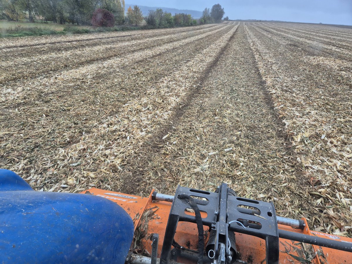 🌽 1 ha kukurydzy = fabryka fotosyntezy!

W sezonie pochłania z powietrza ok. 30 ton CO₂ 😮
To tyle, ile emitują 3 samochody osobowe rocznie.

Z tego ok. 5–9 ton CO₂ zostaje w glebie jako próchnica 🌱

Rolnictwo nie tylko karmi — ono też wiąże węgiel. 💚🌍
#rolnictwo #kukurydza