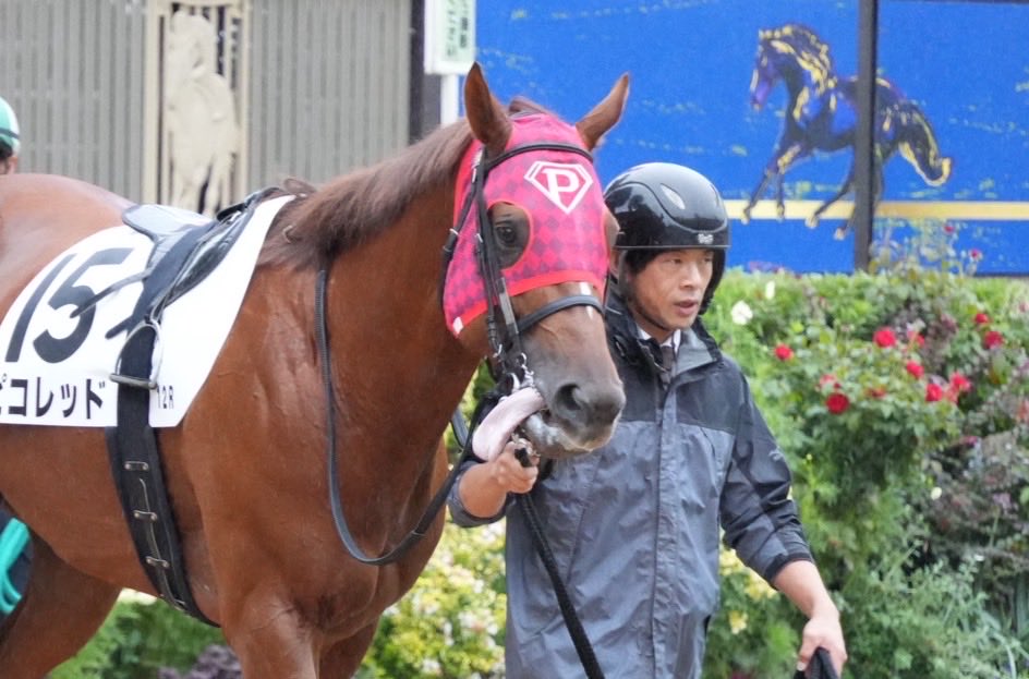 10Rピコシー、12Rピコレッド共に残念な結果でした🙏🏻
ピコシーは少し距離が長かったのと特別レースはやっぱり相手強かった😭
ピコレッドは1番人気に支持いただいてたましたが、期待に応えられずすみません💦
2頭ともこの雨の中よく頑張って無事に戻ってきてくれたので、また次走に期待です🙌🏻✨