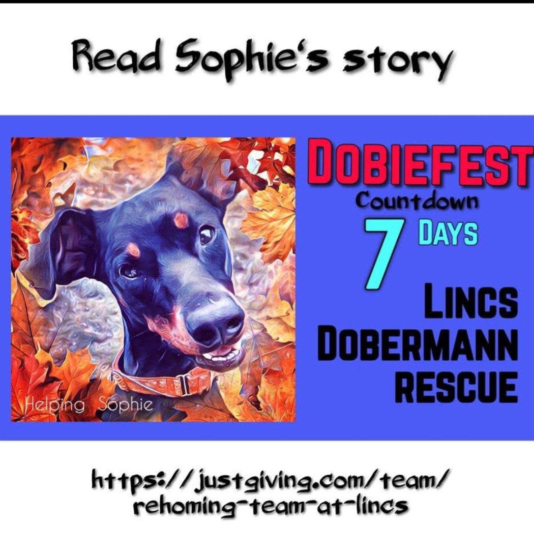 Please read Sophie's very moving story on Lincs Dobermann Rescue Facebook page and donate below if you are able. Every penny counts thank you ❤️