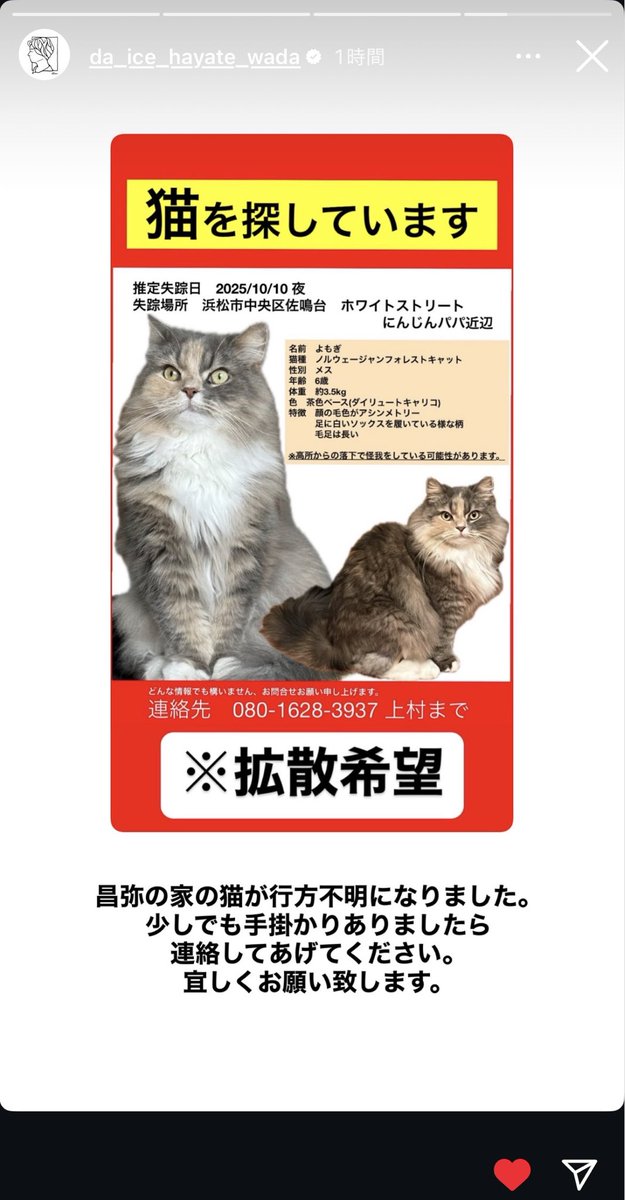 jWc9qJqmollZYke's tweet image. 【颯くんのインスタストーリーより】
和田颯くん(Da-iCE)の友人さんの猫ちゃんが行方不明みたいです…！！
(こんな影響力ない6面でいいのか分からないけど…！拡散お願いします！ )
#拡散希望 #猫 #Da_iCE