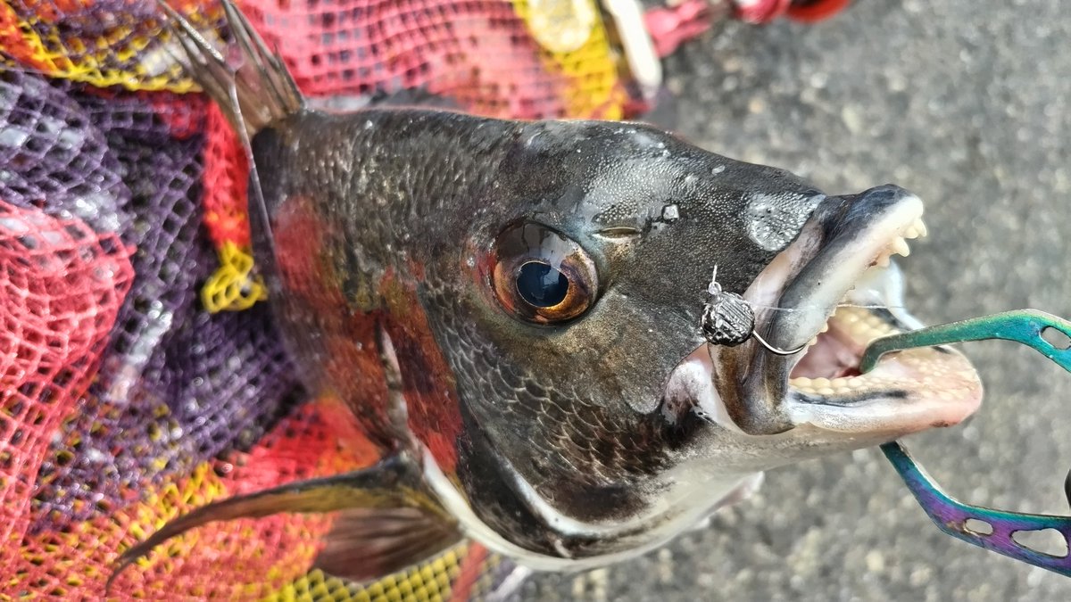 海坊主 (@UmibozuABU) / Posts / X