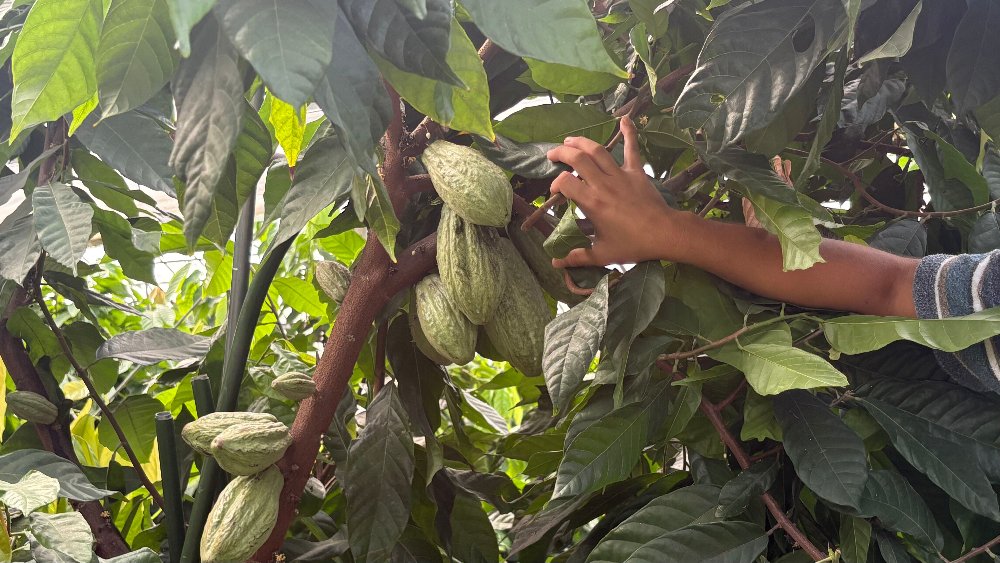 わずか0.0002％という超希少な国産カカオを 生産する宮崎カカオの