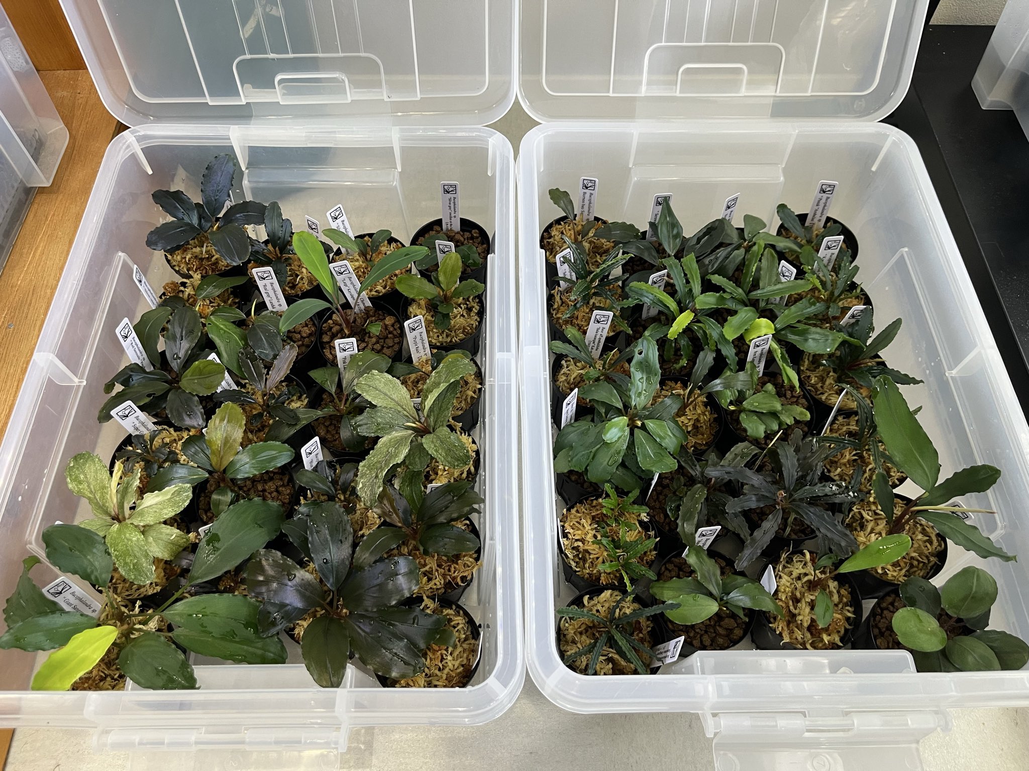 Bucephalandra sp. Real gray Landak 水の国 Bucephalandra sp. Real gray Landak 水の国