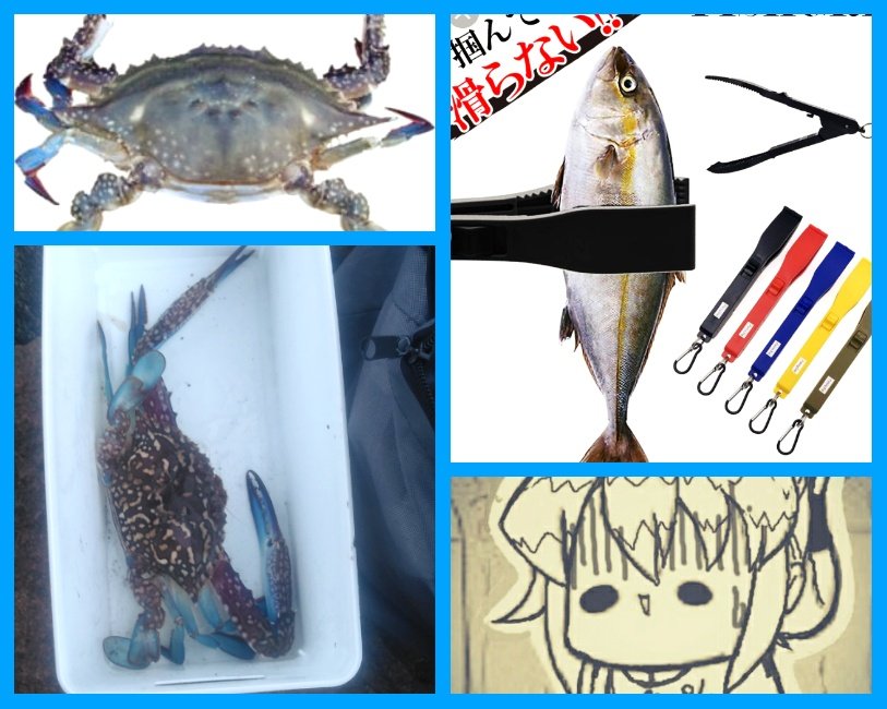 #鎮守府生活｢ワタリガニ｣
ボンゴレを掴んでモチャモチャやってるワタリガニを眺めながら思った事は…

先日釣ったのは､黒にオレンジの中型ワタリガニ

今回釣ったのは､白&amp;青の大型種←初めて見た色

後､魚掴みの重要性をこれ程までに思い知ったのも初である←隙あらば指を挟もうとする…(苦笑)