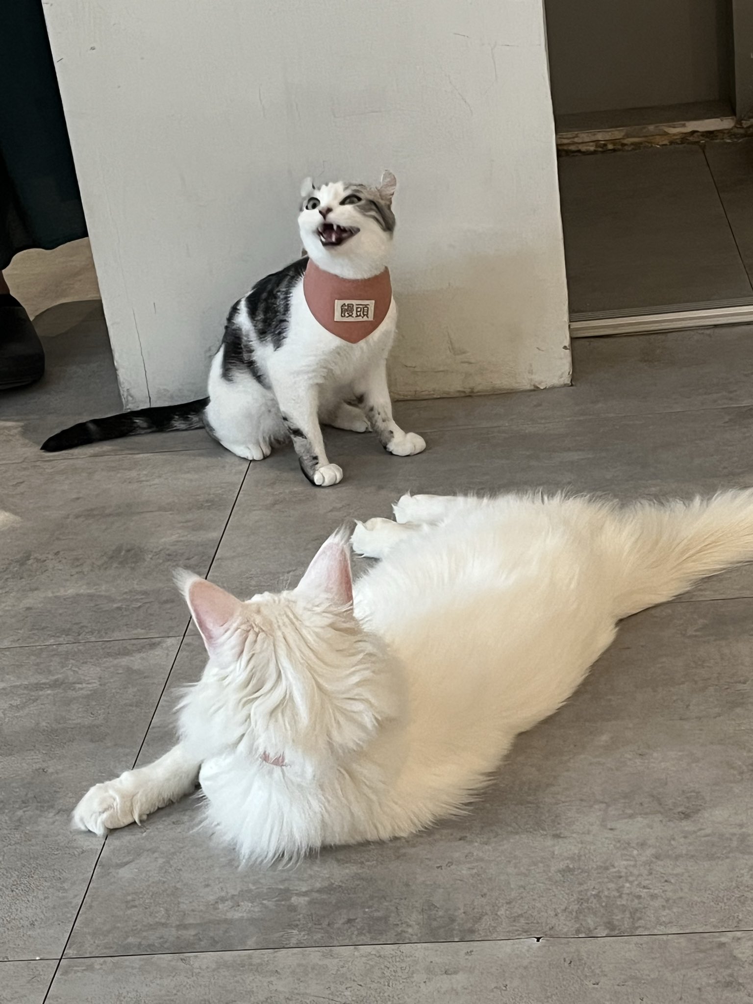 🍒momo🍒 (@momomomo0402) / X