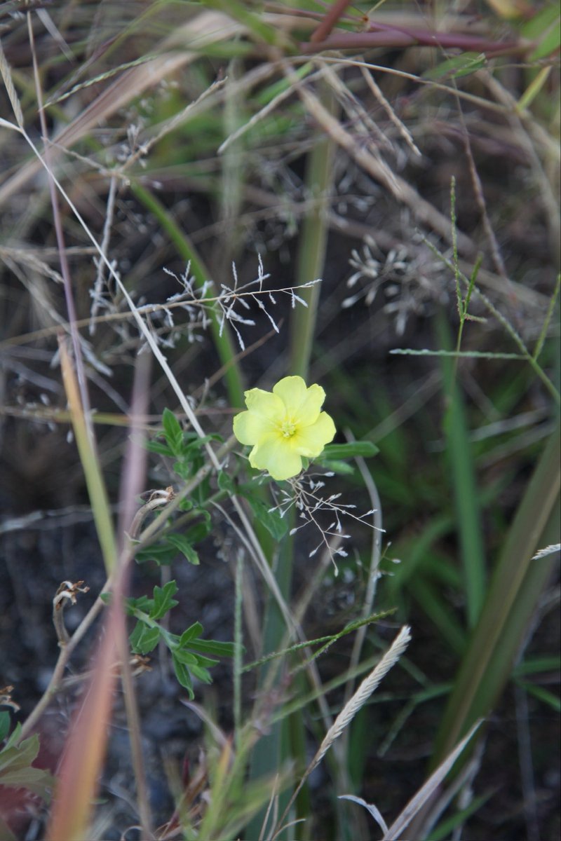 日本のアイアンレディ:
トランプ時代にふさわしい首相は高市早苗しかいない

高市氏は不安定な自民党の少数与党を引き継ぐ。彼女とトランプ大統領の関係は決定的なものになるだろう。🇯🇵🇺🇸

 #首相は高市早苗

  いつもの散歩道👟