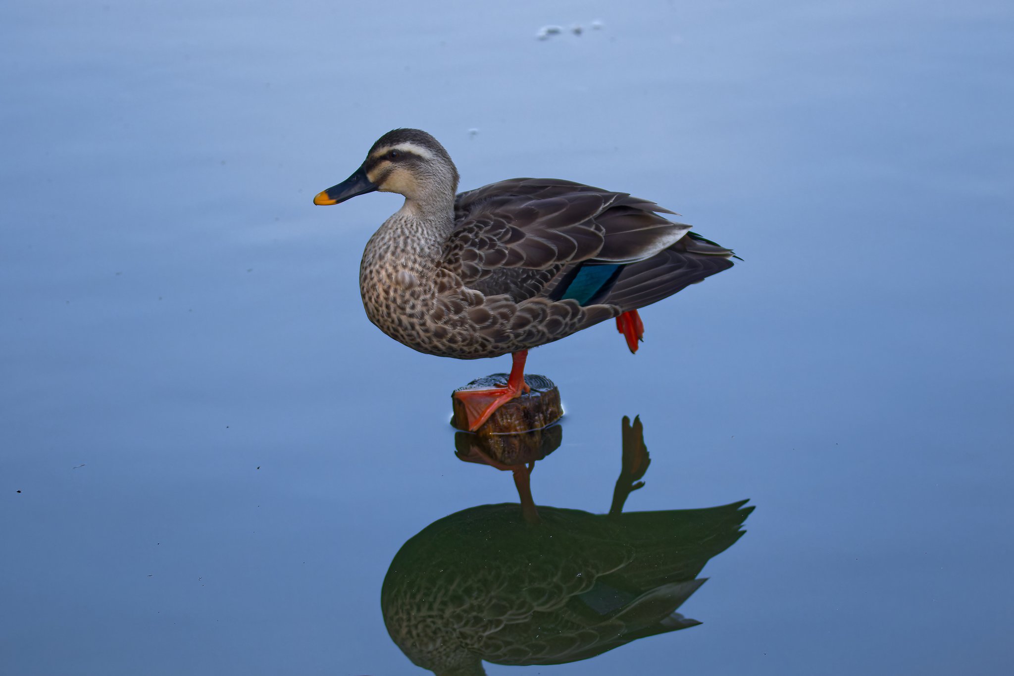 【特大】　カップ　sarreguemines アニマル　カモ　鴨　手彩色　蝶々 特大】カップsarreguemines アニマルカモ鴨手彩色蝶々