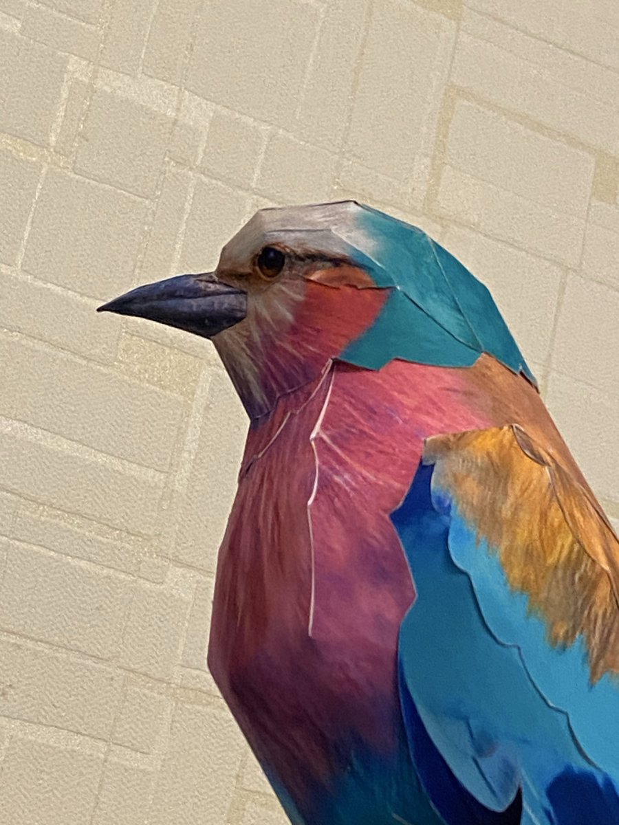kamitoriya's tweet photo. I've resumed making the paper craft of the Lilac-breasted Roller!

ライラックニシブッポウソウ、制作再会しました！

#papercraft 
#lilacbreastedroller 
#kamitoriya 
#ペーパークラフト 
#ライラックニシブッポウソウ 
#紙鳥屋 https://t.co/ktfPuomOBz