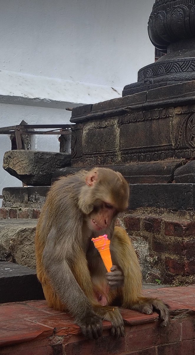 naagrik12323056's tweet image. Post with ice cream 🍦 
#fun
#animals