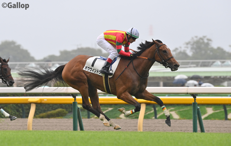 gallop_keiba's tweet image. 東京7Rは2番人気 #ボウウィンドウ が勝利！ 好位抜け出しの完勝で連勝！
母は16年アルテミスS2着など活躍したフローレスマジック。近親にラキシス、サトノアラジンがいます。