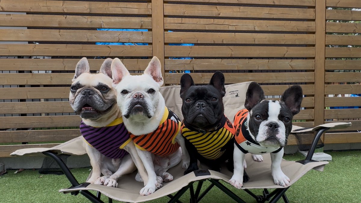 フレブル7兄弟☆ (@mens_5buhi) / Posts / X