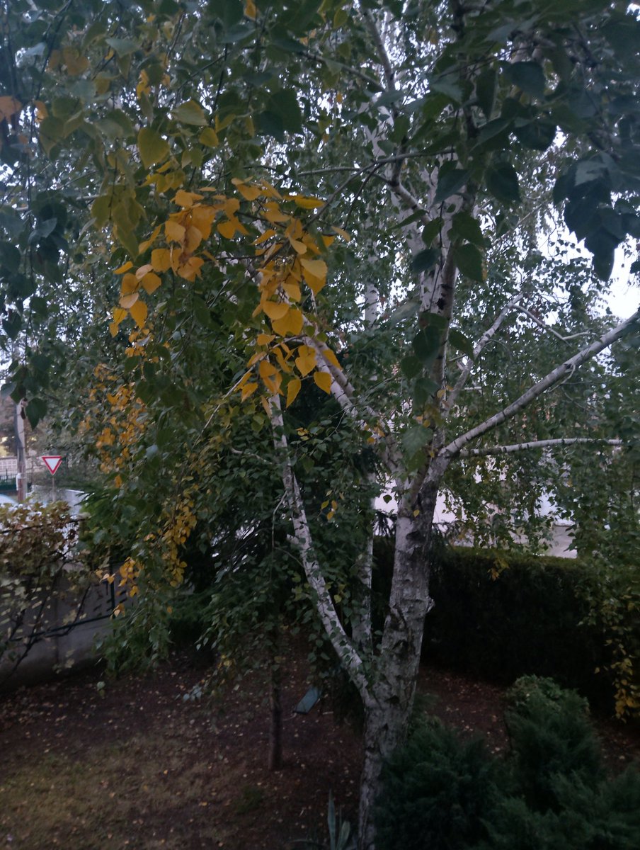 Jesen stiže dunjo moja...Dobro jutro svete....