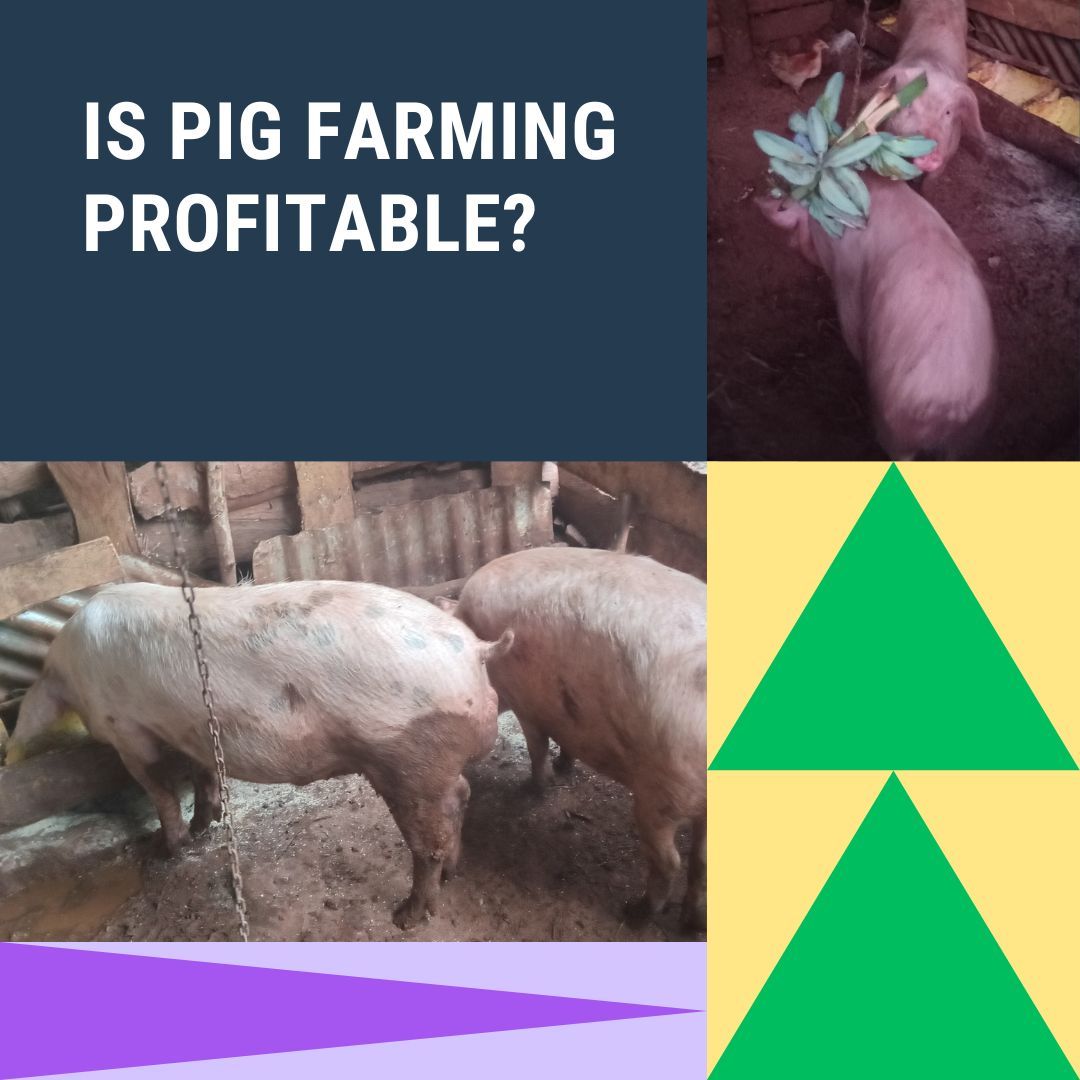 MESHLIFE254's tweet image. Niaje Fam! 🔥
 #BizOfTheWeek on MESH tuna-feature Douglas, a pig farmer. 
📍Ana-rare different animal breeds in Nangoma, Busia.
 Ana-share journey yake in Livestock keeping.
💪Download app &amp;amp; click link🔗ku-cheki story yake on MESH hapa: mesh.life/article/is-pig…