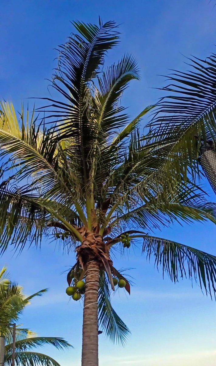 chobagels's tweet image. 