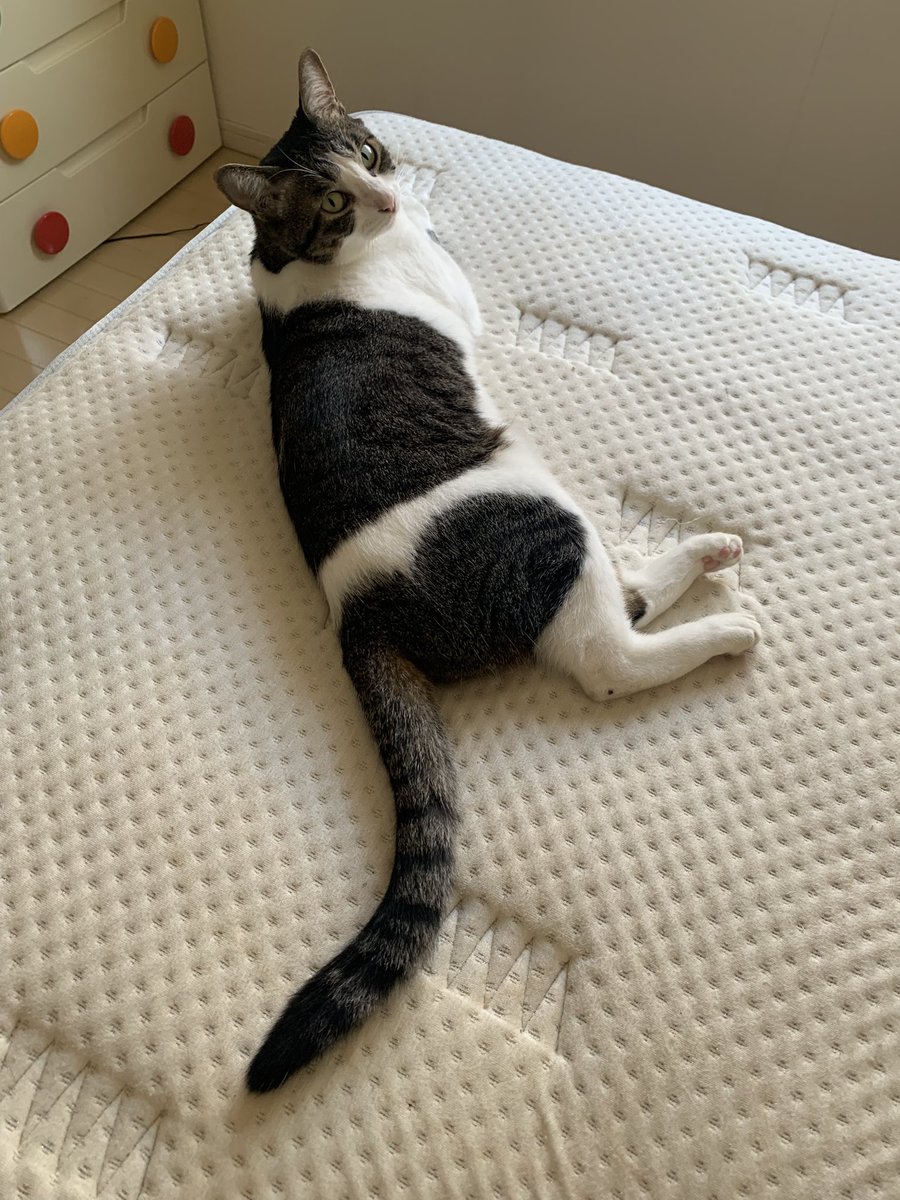mofu_kaedemaru's tweet image. 寝具交換のお邪魔、もといお手伝いキャット🐈

#猫好きさんと繫がりたい𓏲𓎨