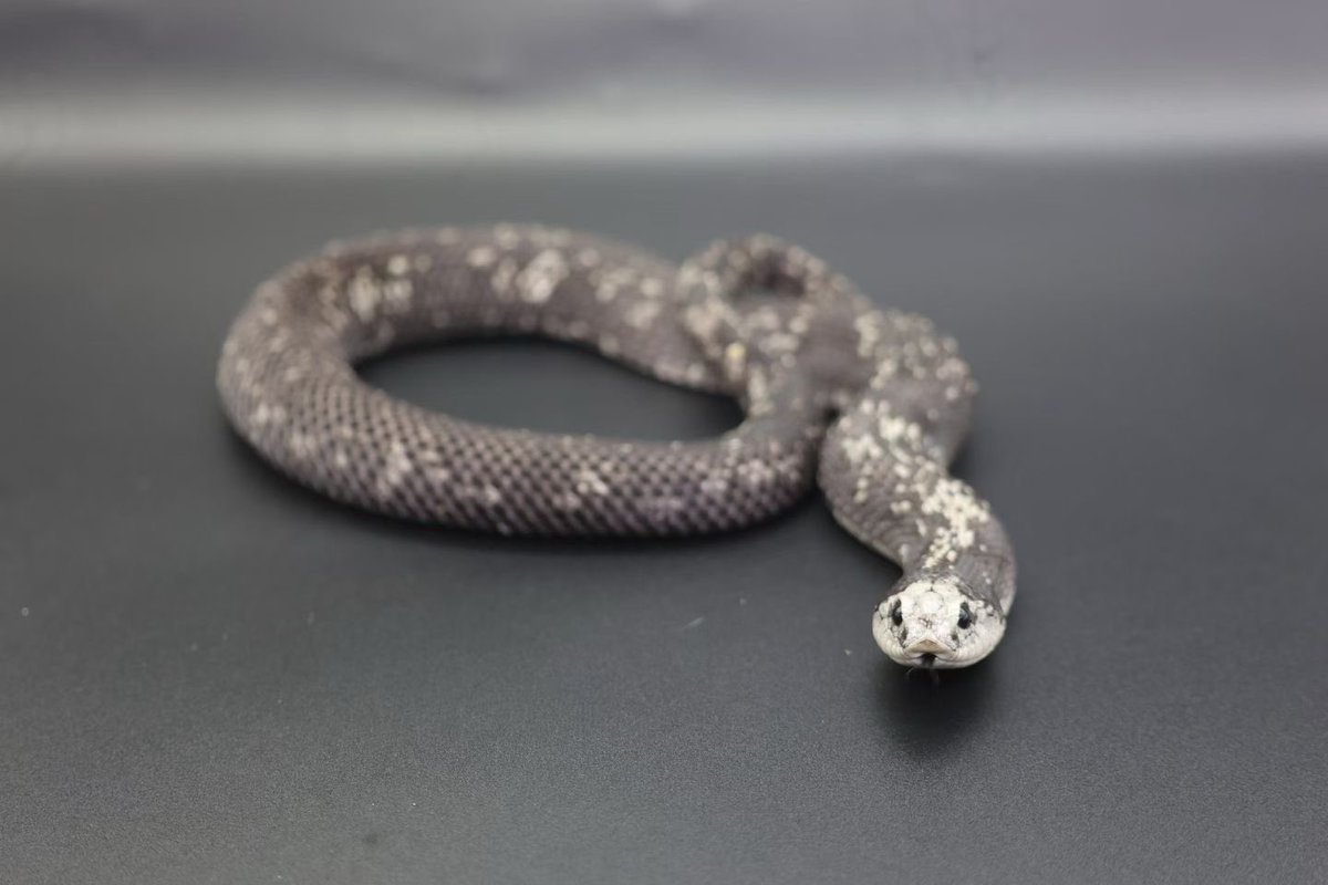 SHN_reptiles's tweet photo. シシバナヘビ
新モルフ「アンタークティック」

#シシバナヘビ https://t.co/IsMF8eQfvA