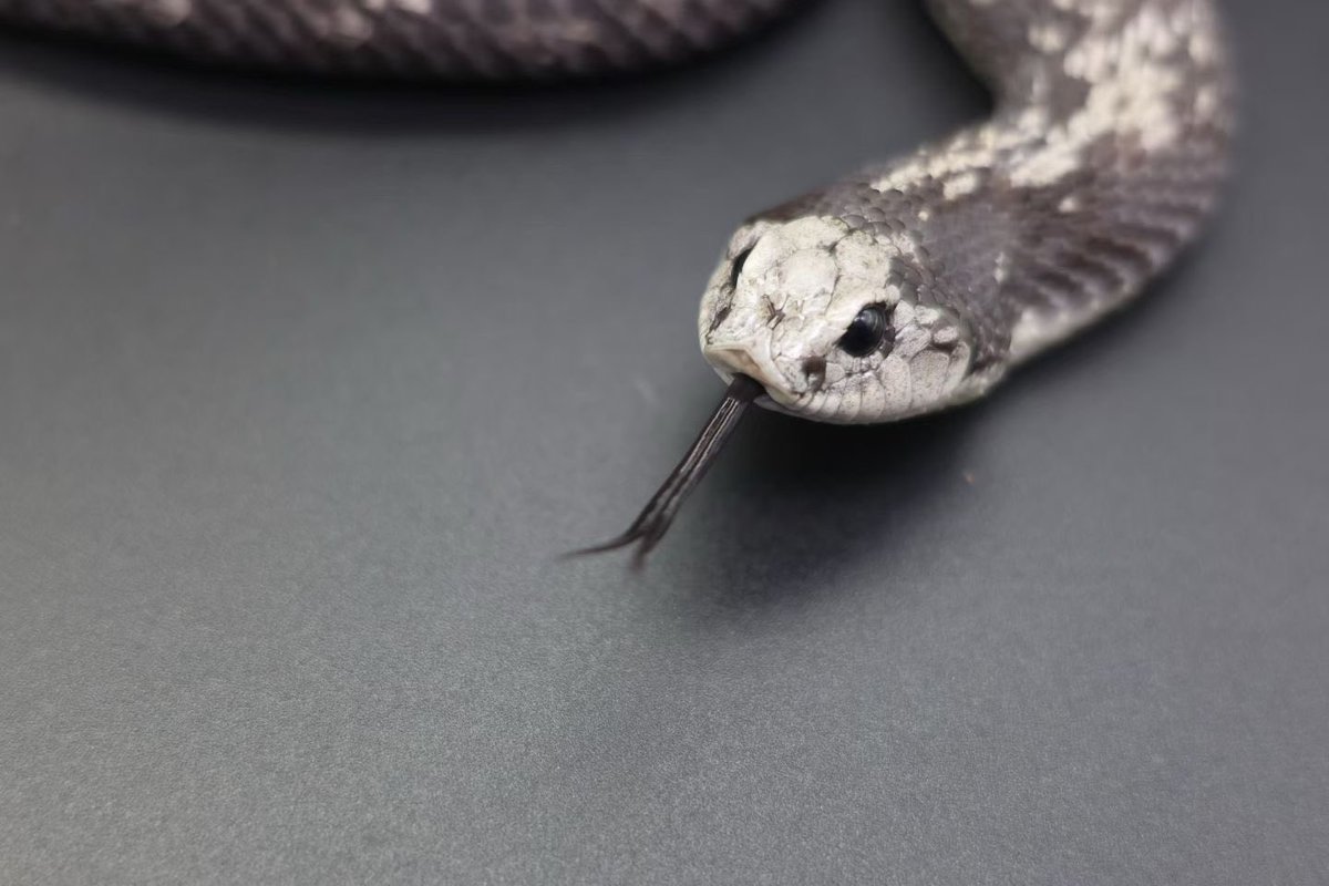 SHN_reptiles's tweet photo. シシバナヘビ
新モルフ「アンタークティック」

#シシバナヘビ https://t.co/IsMF8eQfvA
