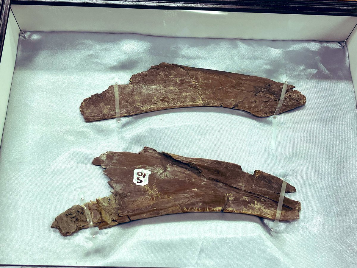 岡山理科大学 生物地球学部 恐竜学科 tweet media