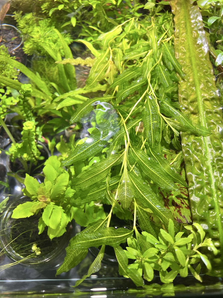 質問です🙇
ガシャモクは先を切ったても、脇芽出てきますか？
そろそろ水面たなびき過ぎてしまって😅