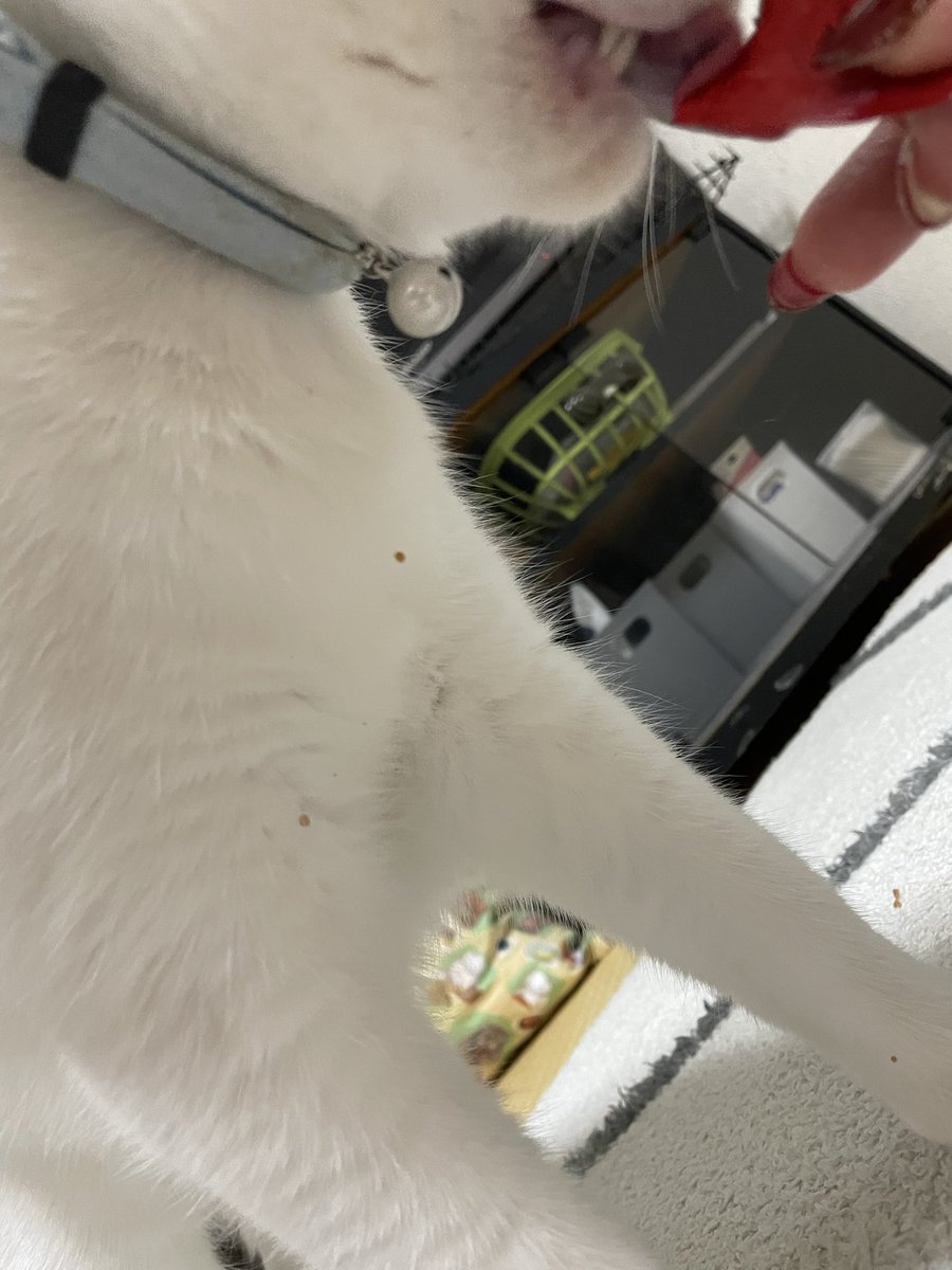 neko_omusubi's tweet photo. おてても身体もマットも、全て飛んでますよ😞

#猫　#白猫　#保護猫　#猫好きさんと繋がりたい　#猫のいる暮らし https://t.co/dUfqqzGXD3