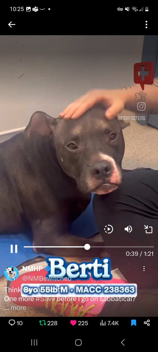 Berti is in need of pledges and reposts. It's gonna take some help to get Berti free and into a loving home.
x.com/NMBewitched/st…