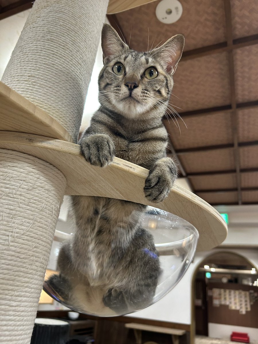店内まったりしております。
10分からでもご利用いただけますので、雨宿りついでにお立ち寄りくださいませ♪きりんが可愛いポーズを見せてくれました😻目線の先は…？✨👀
#保護猫カフェ #きゃりこ #吉祥寺 #里親様ぼしゅ