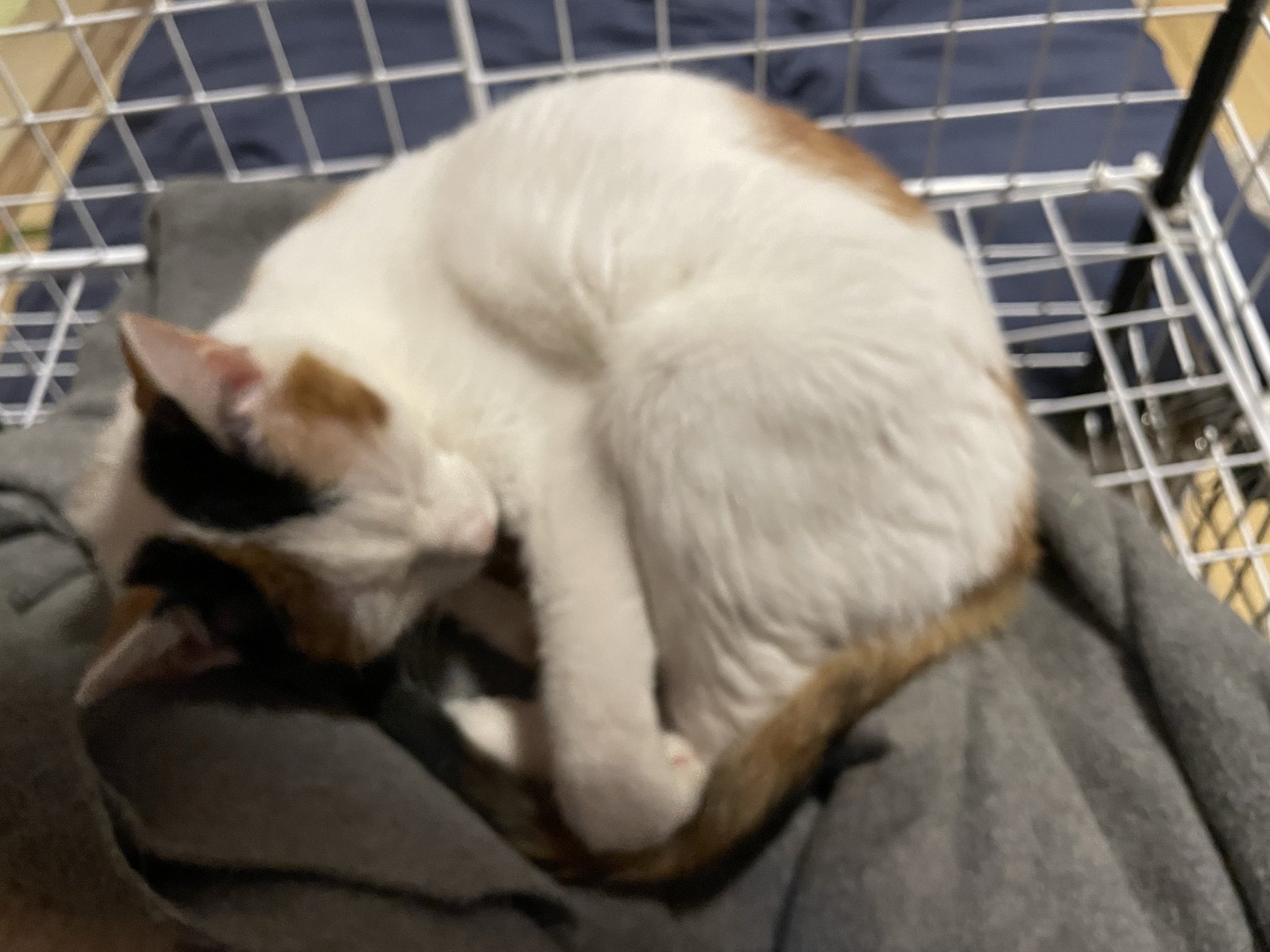 にゃん にゃんちくだいすきくらぶ on X: 