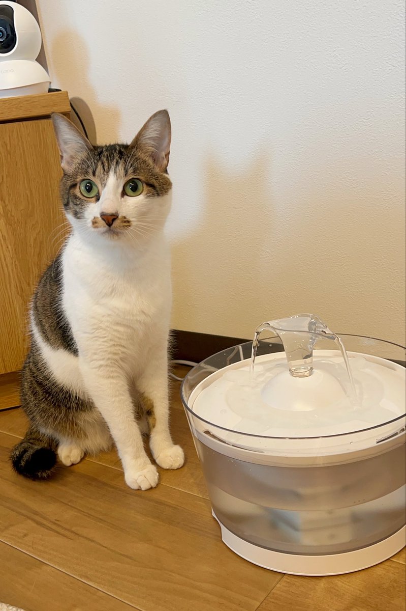 ねこすいページ ねこすいページ 週休8日の猫吸い (@8VA64ArRkX7nOHE) / X