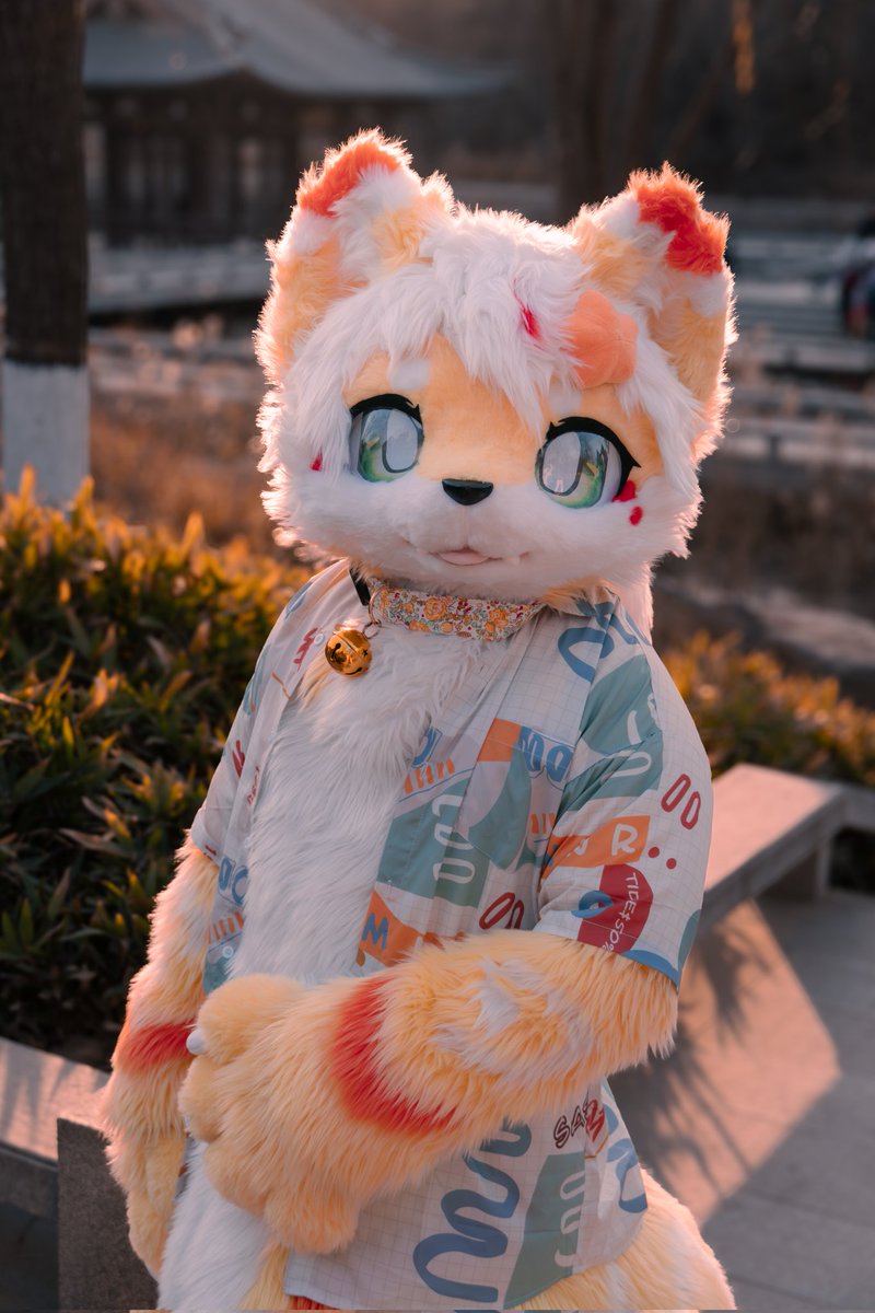 Tidal_Rui's tweet image. 晨光里有你~#furry #fursuit
