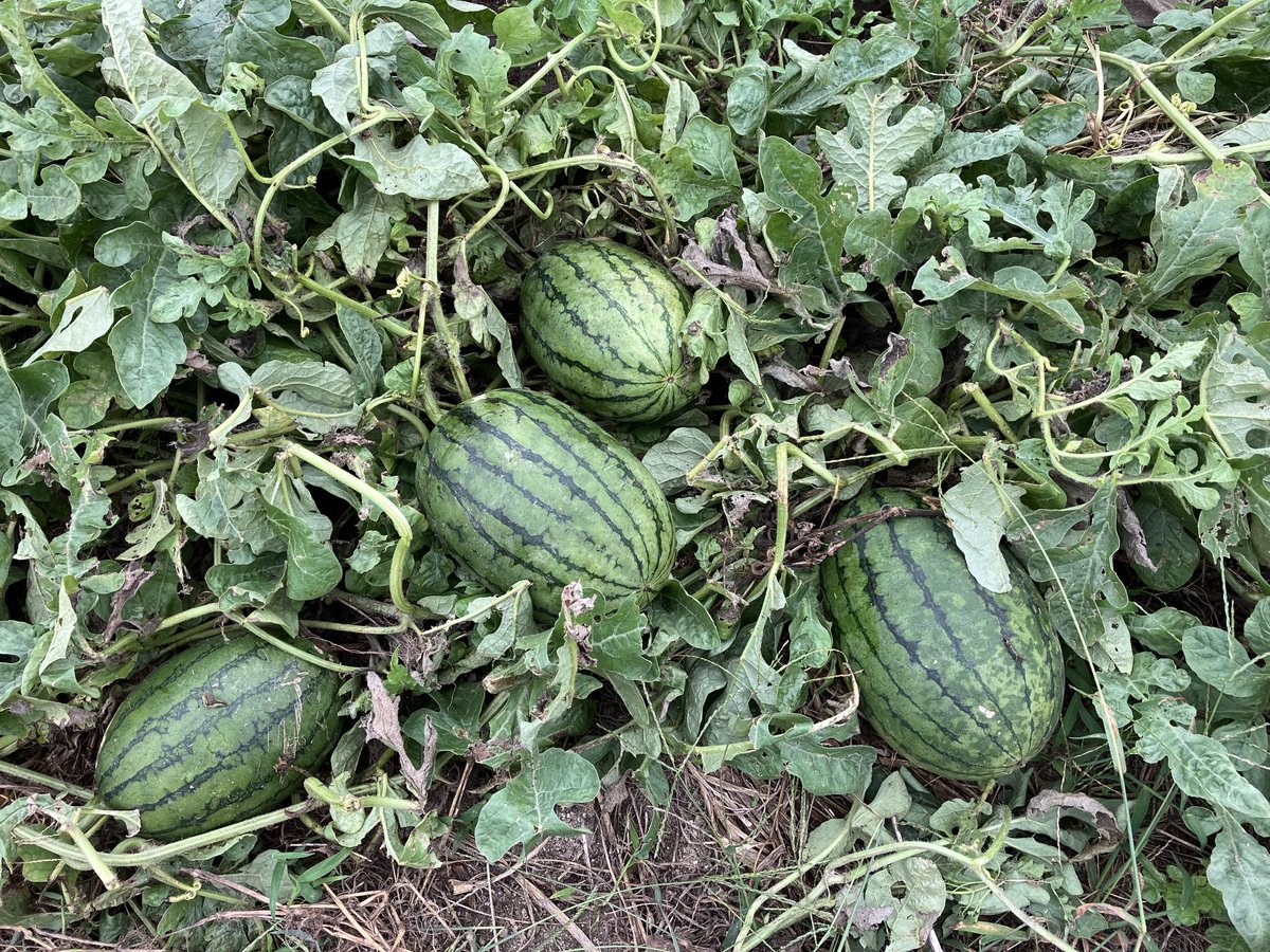 PRETZ_123's tweet photo. 裂果して、腐りかけの放置ピノガール🍉の種から発芽して、子ピノガールが成りました。たぶん、美味しくない。でも、暫く見守ります。 https://t.co/fF2tPqaVNJ