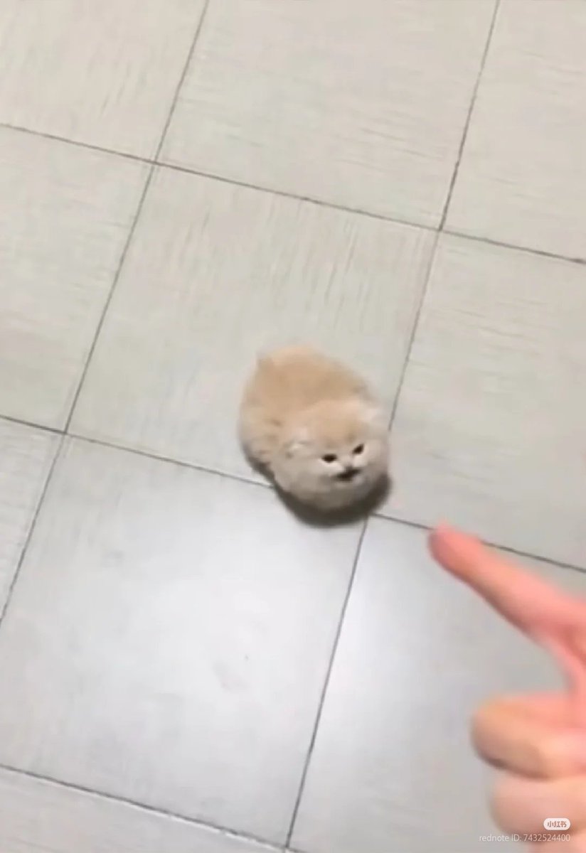 nocontextscats's tweet image. aaaaaaaaa