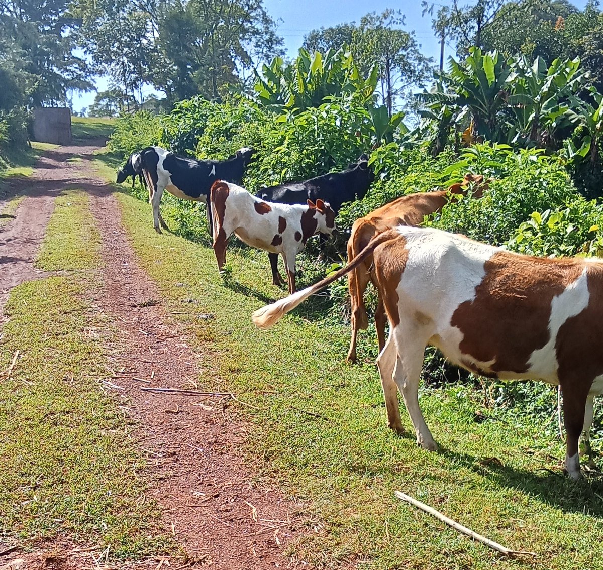 In my prime saa hii, I'd be cruising from the cattle dip, maneuvering through centres, bumping South African jams—Ntombi, chakachaka  Birds chirping, vibes on . Truly one of my finest moments!