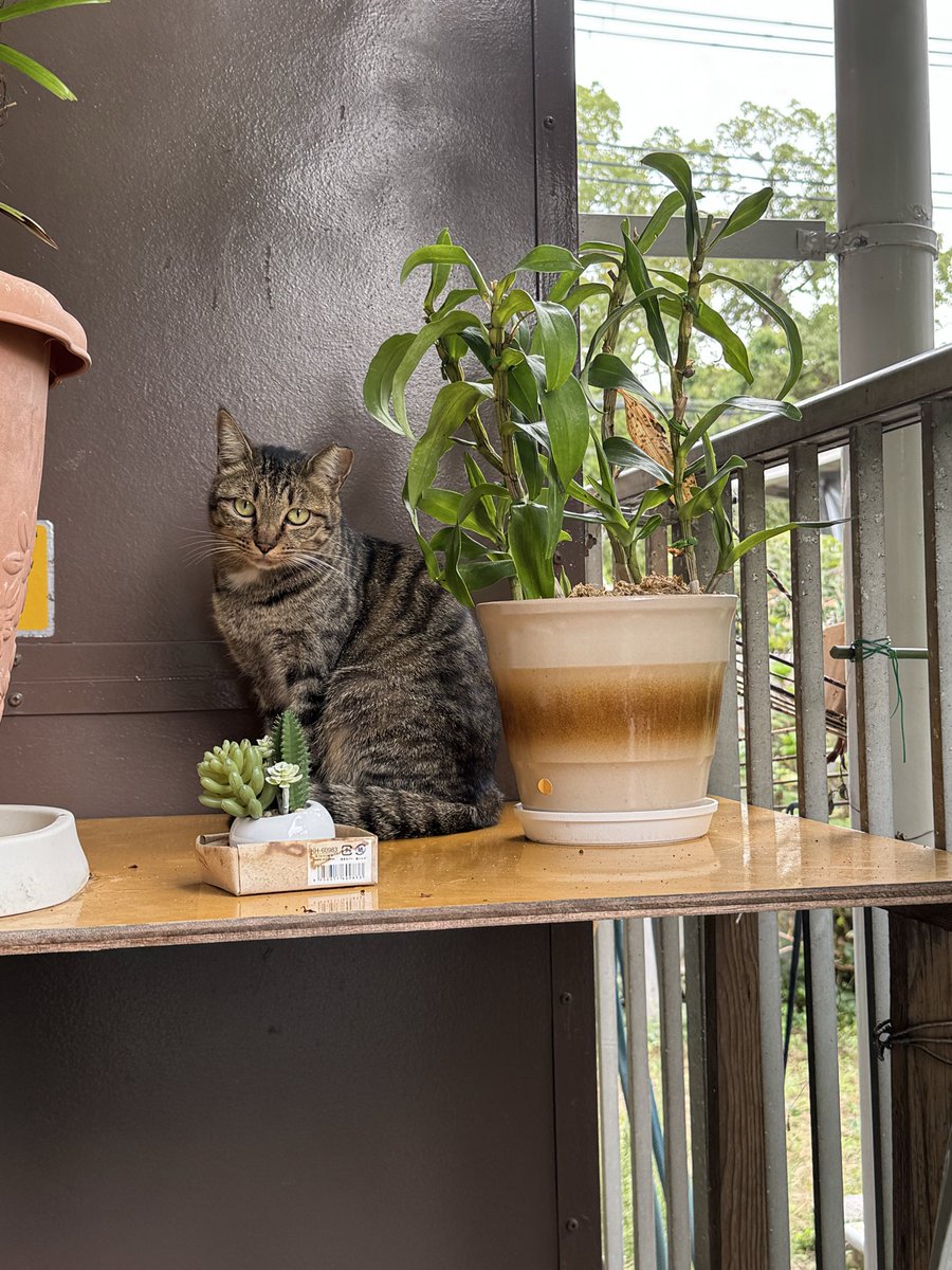 今日の実家の猫です。ご査収ください。
触らせてはくれません。