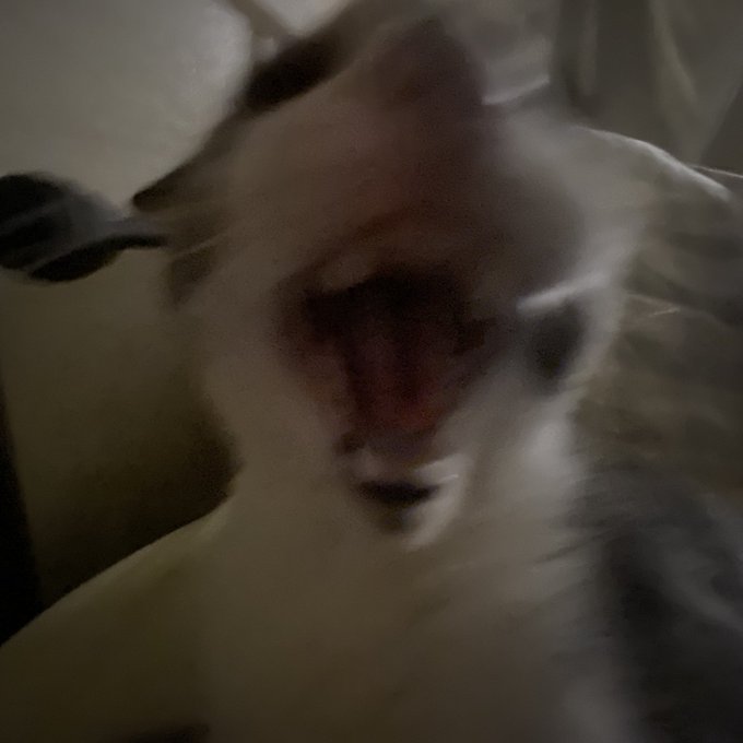 SoggerBot's tweet image. you only get three