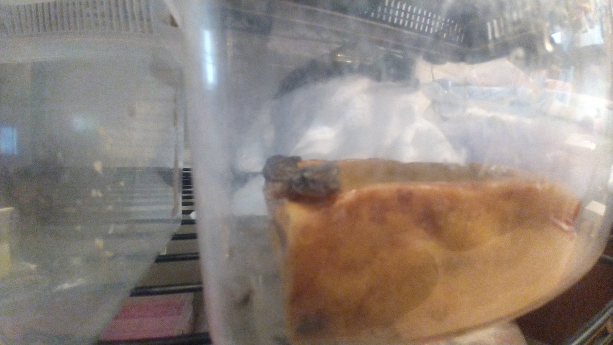 カナヘビが増えていた笑っ