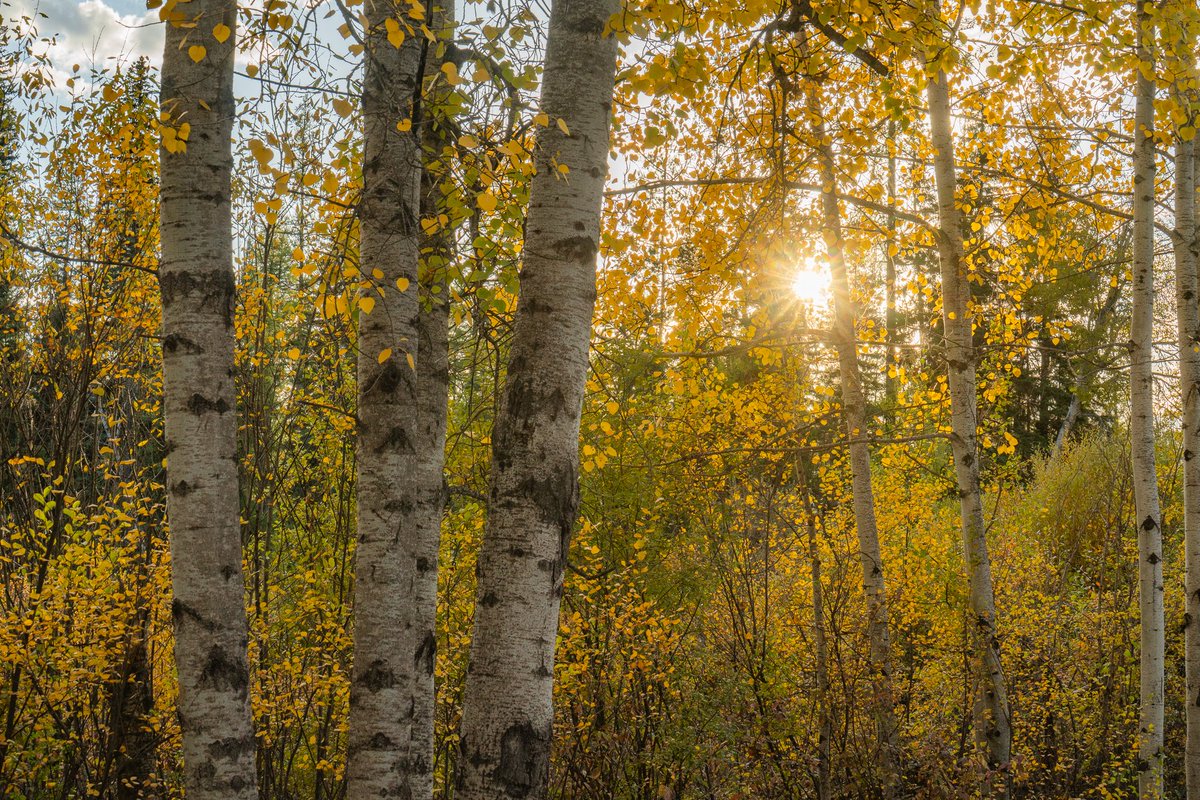 Late-day sun shining through the aspens.