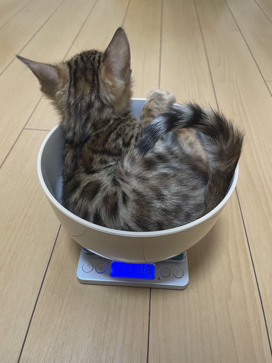 体重測り😽150gも増えて良かった！