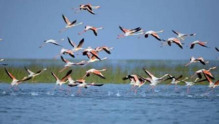 On this #WorldMigratoryBirdDay, here’s something to be proud of! 

Chilika Lake, the largest wintering ground for migratory birds in the Indian subcontinent, hosts over a million winged guests every winter.

In total, #Odisha hosts more than 15 lakh migratory birds every year!