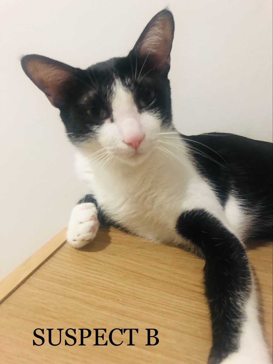 Dr Leigh Jones (@drleighannjones) on Twitter photo Happy 69th birthday to the <a href="/ScotlandNT/">Scotland National Team</a> legend Paul Sturrock & shoutout to his wee namesake, & our middle furry wean Luggy. A rescued street cat in Vietnam. PS We have only used his full name to register him……& when he’s pissed on our bed 🤣
Just look at those ears! 🏴 🇻🇳 Happy 69th birthday to the <a href="/ScotlandNT/">Scotland National Team</a> legend Paul Sturrock & shoutout to his wee namesake, & our middle furry wean Luggy. A rescued street cat in Vietnam. PS We have only used his full name to register him……& when he’s pissed on our bed 🤣
Just look at those ears! 🏴 🇻🇳