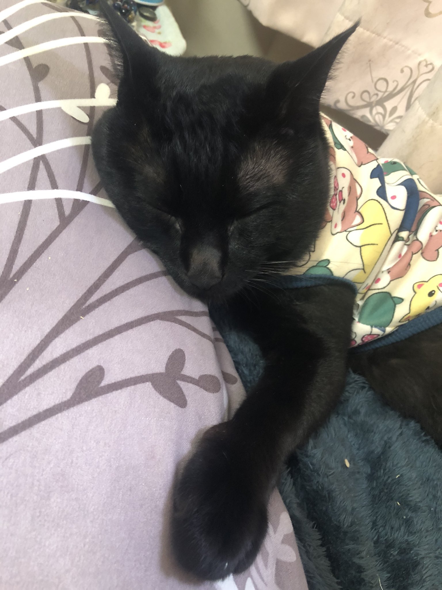 黒猫みんと 黒猫のミヤ on X: 
