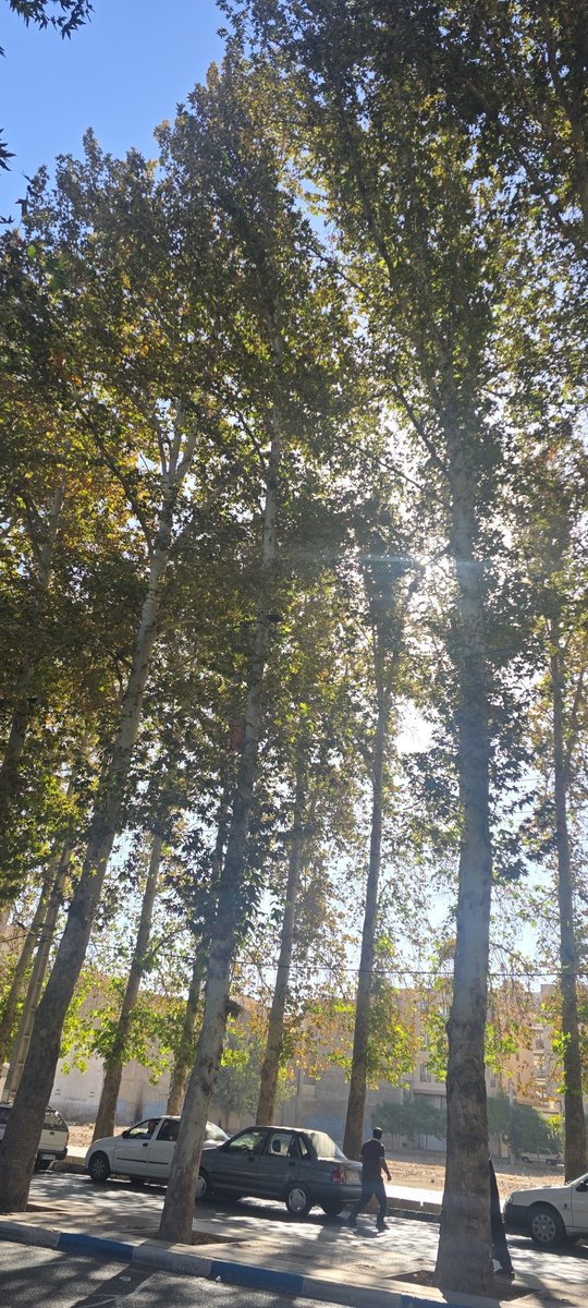 فرهاد tweet media