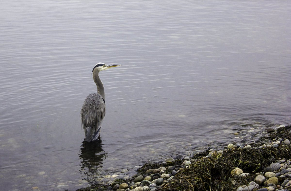 Two images of the #GreatBlueHeron I took are being feature on the Open Arts Forum front page. You can view the photos here
openartsforum.com/great-blue-her…

View more photos including "Awesome Autumn" at rodraglin.smugmug.com

#greatblueheron #birds #photography
