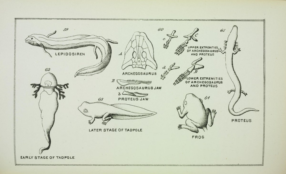 CRCpaleos's tweet image. PALEOILUSTRACIONES
Evolución de la vida
📚 Evolution of Life, Philadelphia, 1873
#Zoologia #Evolucion #IlustraCiencia