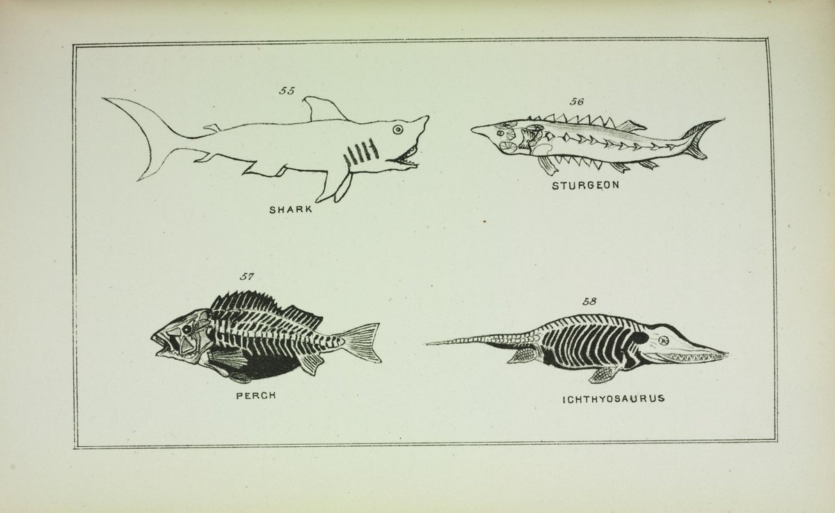 CRCpaleos's tweet image. PALEOILUSTRACIONES
Evolución de la vida
📚 Evolution of Life, Philadelphia, 1873
#Zoologia #Evolucion #IlustraCiencia