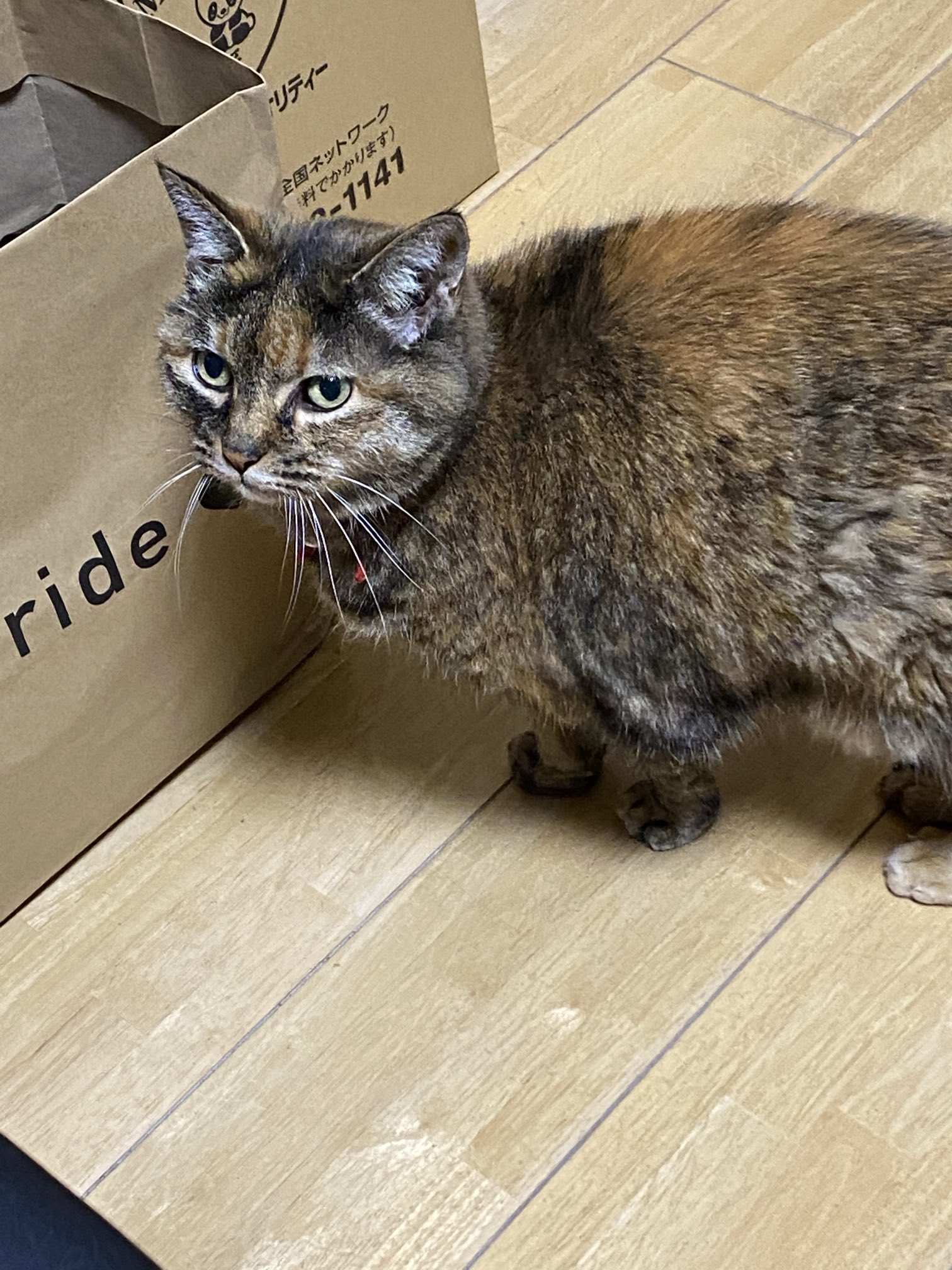 猫先輩 ねこ先輩 on X: 