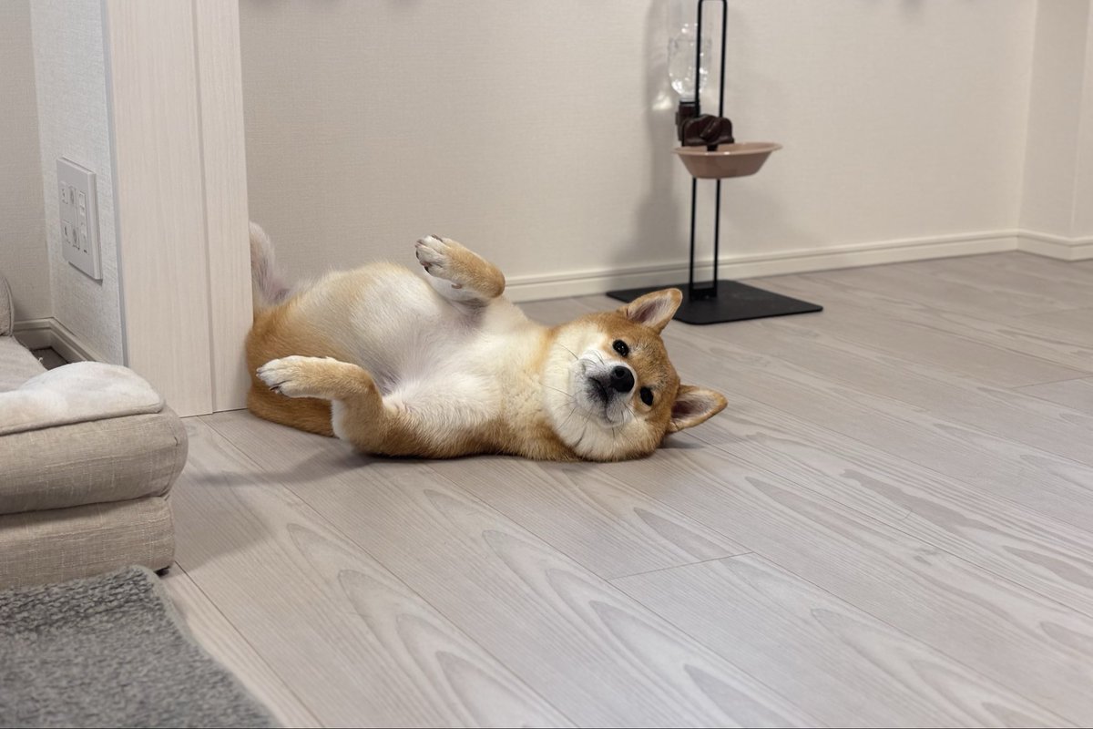 柴犬しばみ (@shibami_) / Posts / X