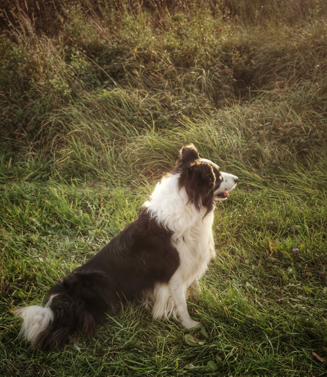 RozalskiKamil's tweet image. Wczoraj zrobiłem zdjęcia Snowa, mojego border collie, pełnego życia i radości. 🐕
 Znowu przypomniało mi się, jak bardzo jestem Wam wdzięczny za to, że żyje i ma się dobrze. Dziękuję! ❤️
#Snow #BorderCollie&quot;