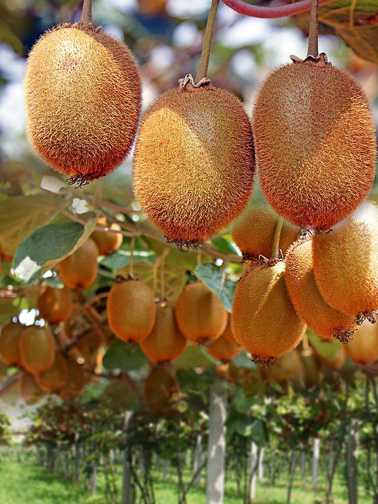 From the foot of the Qinling Mountains to tables worldwide！🥝
Meixian in Shaanxi has about 201 square kilometers of kiwi orchards producing 500,000 tonnes each year. One out of every ten kiwis in the world comes from here, bringing the sweet taste to 26 countries.